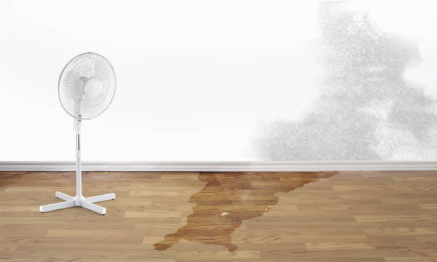 Best Water damage contractors near me  in Beatrice, NE
